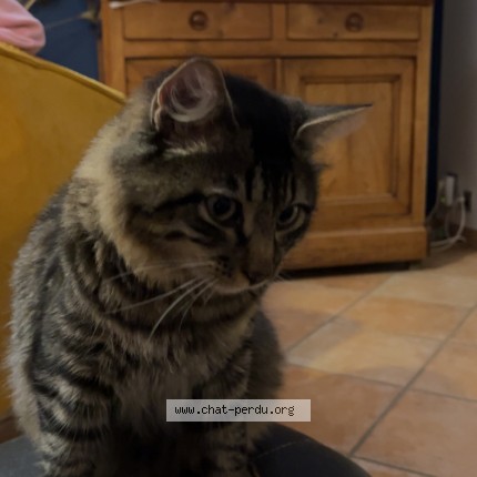 Photo of a cat found in Geveze
