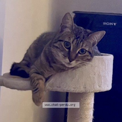 Photo of a cat found in Garrigues Sainte Eulalie