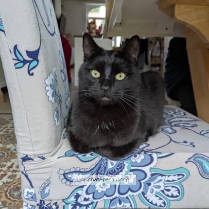 Photo of a cat found in Arras