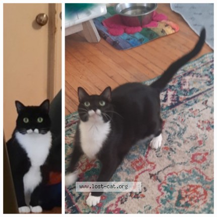 Picture of cat lost at Chambly