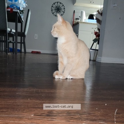 Photo 1/1 Layla Cat lost in Fort Pierce