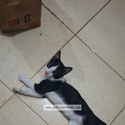 Photo of a cat found in Panama