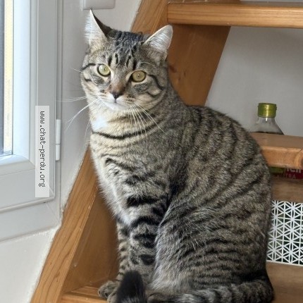 Photo of a cat found in Jongieux