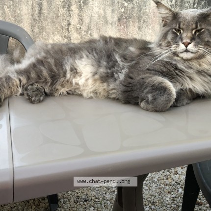 Photo of a cat found in La Varenne