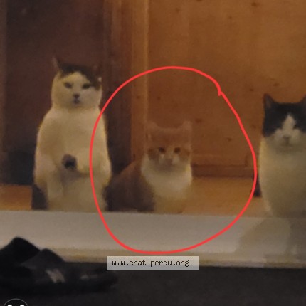 Picture of cat lost at Saint Charles De Bellechasse Qu