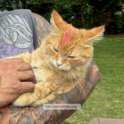 Picture of cat lost at Deux Montagne