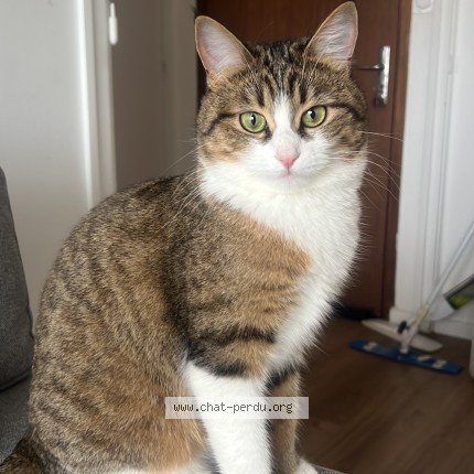 Photo of a cat found in Toulouse