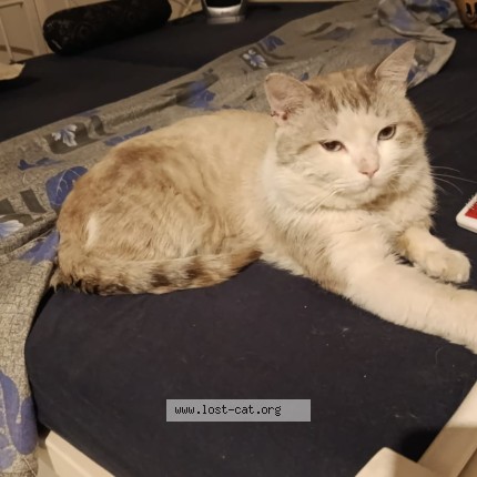 Photo 1/1 Leo Cat lost in Rawalpindi