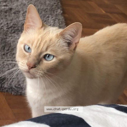 Photo of a cat found in Lachassagne