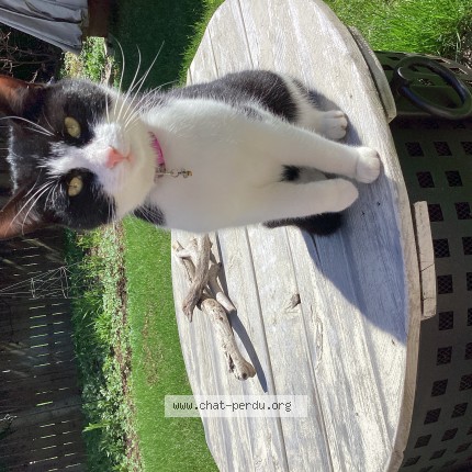 Photo of a cat found in Victoriaville