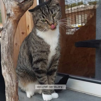 Photo of a cat found in Bruxelles