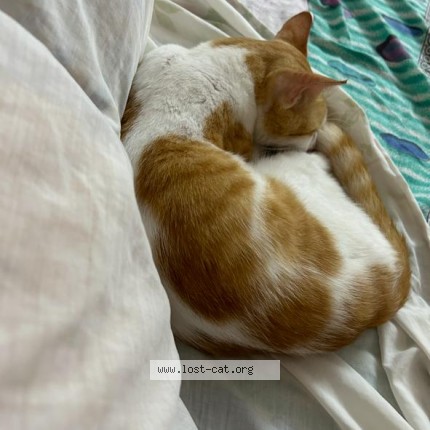 Photo 1/1 Chimpan Cat lost in Thiruvananthapuram