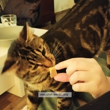 Photo of a cat found in Besancon