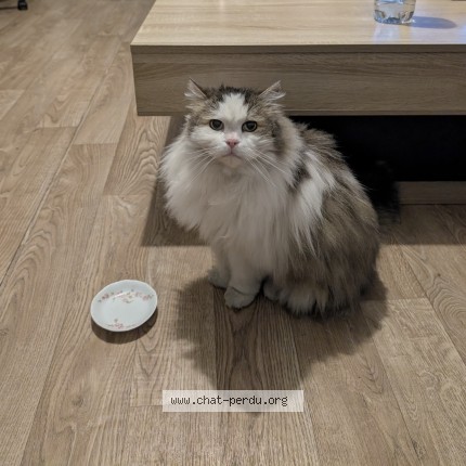 Photo of a cat found in Reuil Malmaison