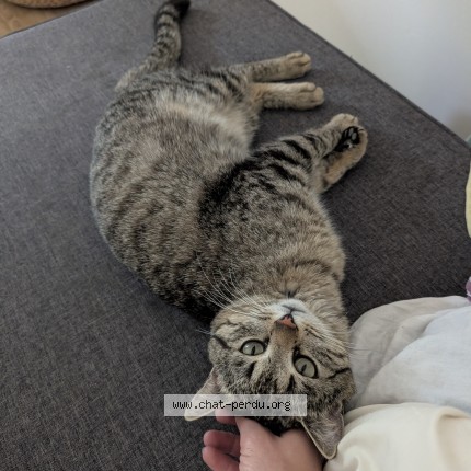Photo of a cat found in Reuil Malmaison