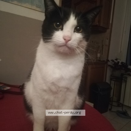 Photo of a cat found in Montenois