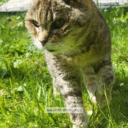 Photo of a cat found in Ressons Sur Matz