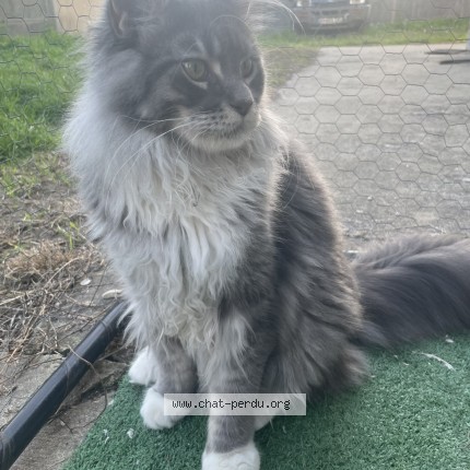 Photo of a cat found in Droupt Saint Basle