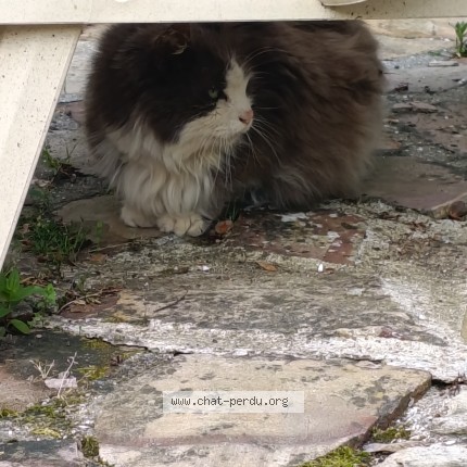 Picture of cat found at Bertangles