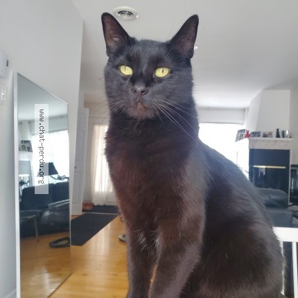 Photo 2/2 Noirot Cat lost in Quebec