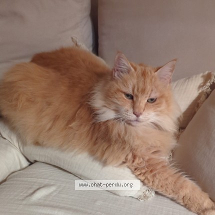 Photo of a cat found in St Sulpice