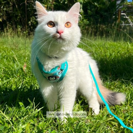 Picture of cat lost at Cidra