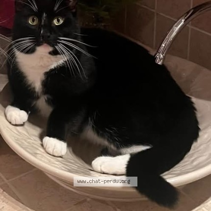 Picture of cat lost at Repentigny