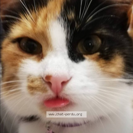 Foto 1/1 Harley Kat vermist in Forchies La Marche