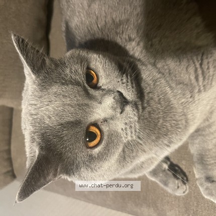 Photo of a cat found in Bruxelles