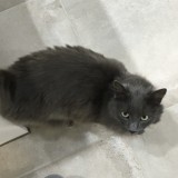 Shadow