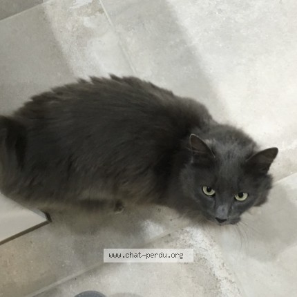 Photo of a cat found in Chatelineau
