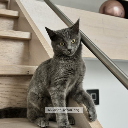 Foto 1/1 Naia Kat vermist in Paifve