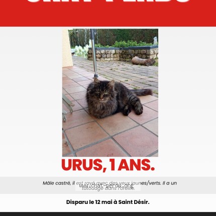 Foto van vermiste kat in Saint Desir