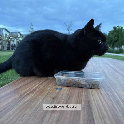 Photo of a cat found in Toulouse