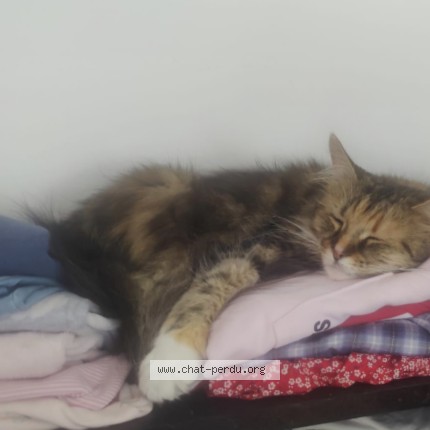 Foto 1/1 Peep Kat vermist in Marchienne Au Pont