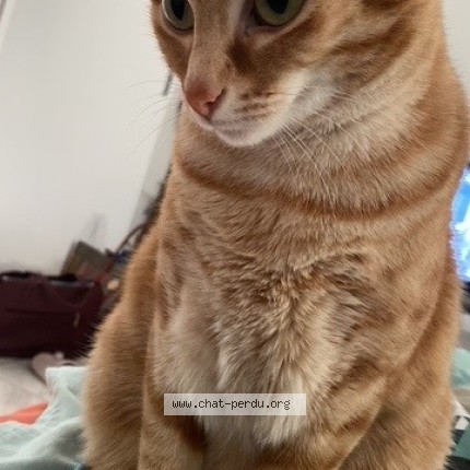 Photo of a cat found in Carrieres Sur Seine