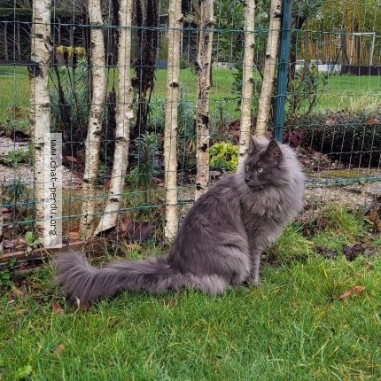 Photo of a cat found in Fondettes