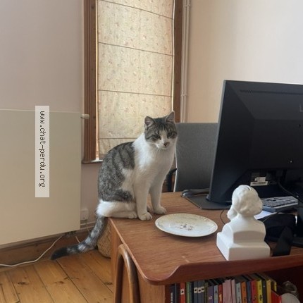 Photo of a cat found in Lille