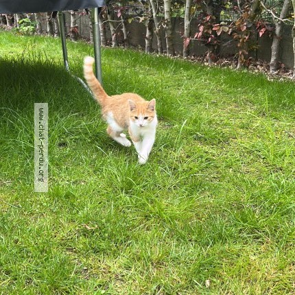 Foto 1/1 Kat gevonden Gevonden in Dilbeek