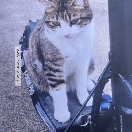 Photo of a cat found in Nimes