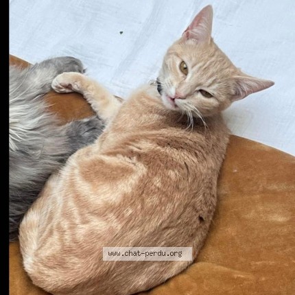 Photo of a cat found in Dompierre Sur Mer
