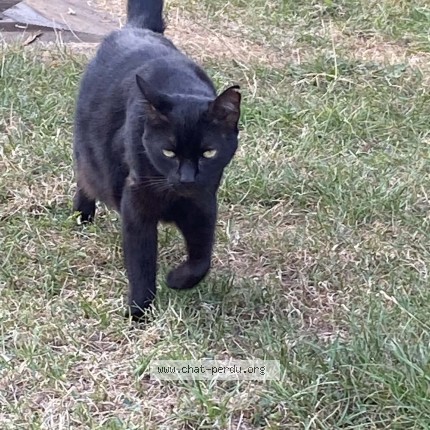 Foto 1/1 Hermes Kat vermist in Tignee