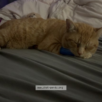 Photo of a cat found in Niort
