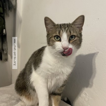 Photo of a cat found in Pau