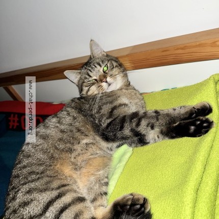 Photo of a cat found in Merignac
