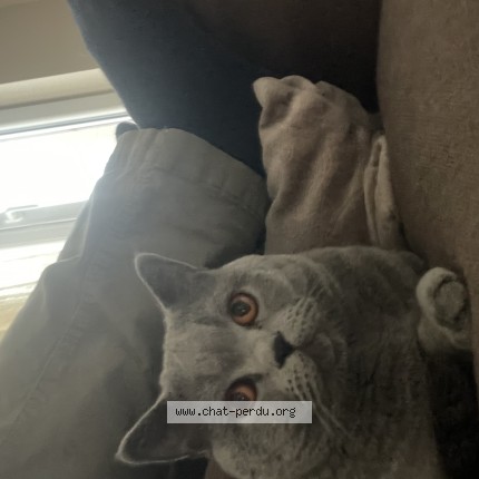 Photo of a cat found in Schaerbeek
