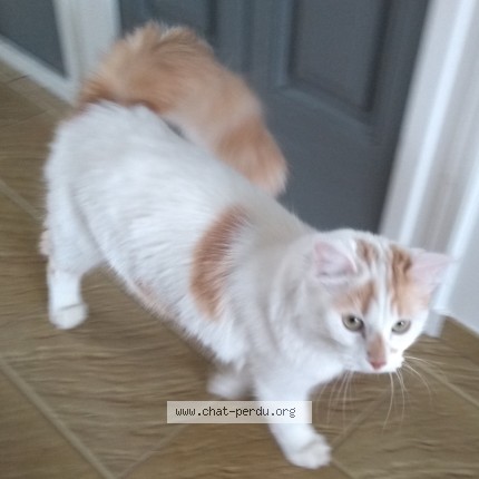 Photo of a cat found in Marcilly D Azergues