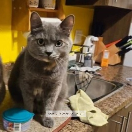 Picture of cat lost at Montreal