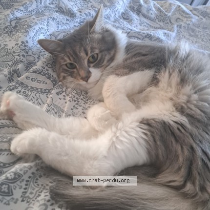 Photo of a cat found in Les Arcs