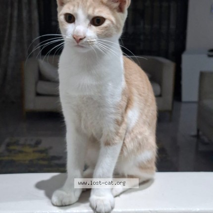 Picture of cat lost at Durban